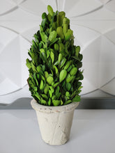 Load image into Gallery viewer, Boxwood Topiary in White pot, 11 inch
